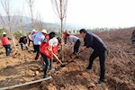 市政协机关开展新春义务植树活动